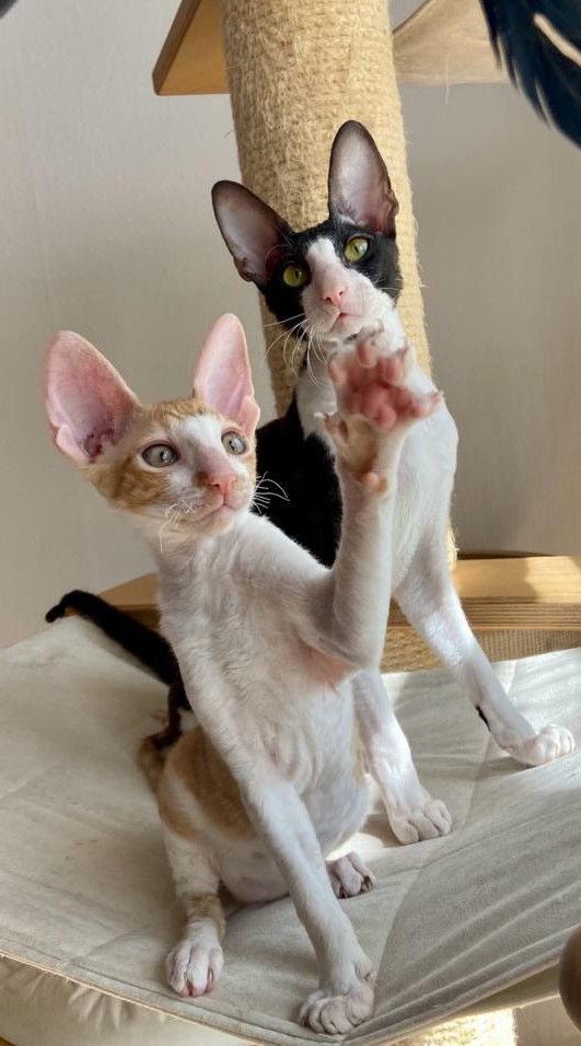 Wunderschöne kleine Cornish Rex Babys