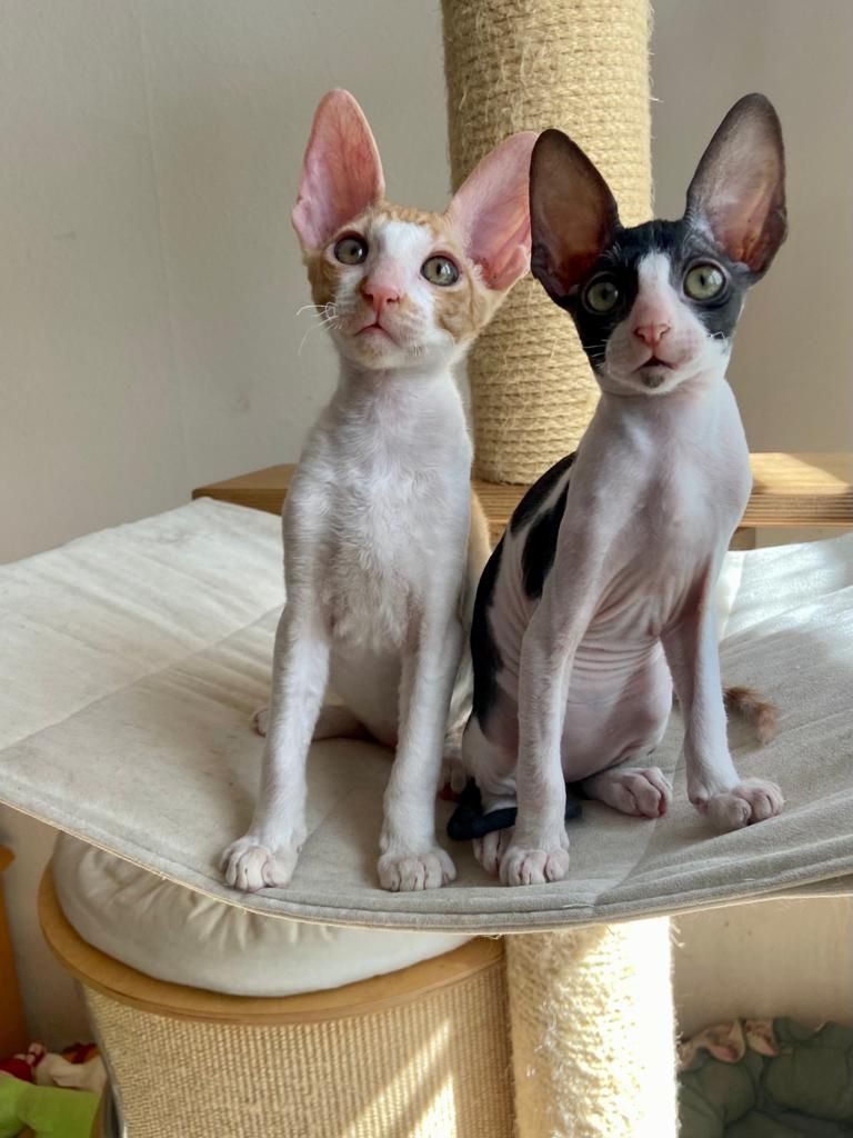 Wunderschöne kleine Cornish Rex Babys