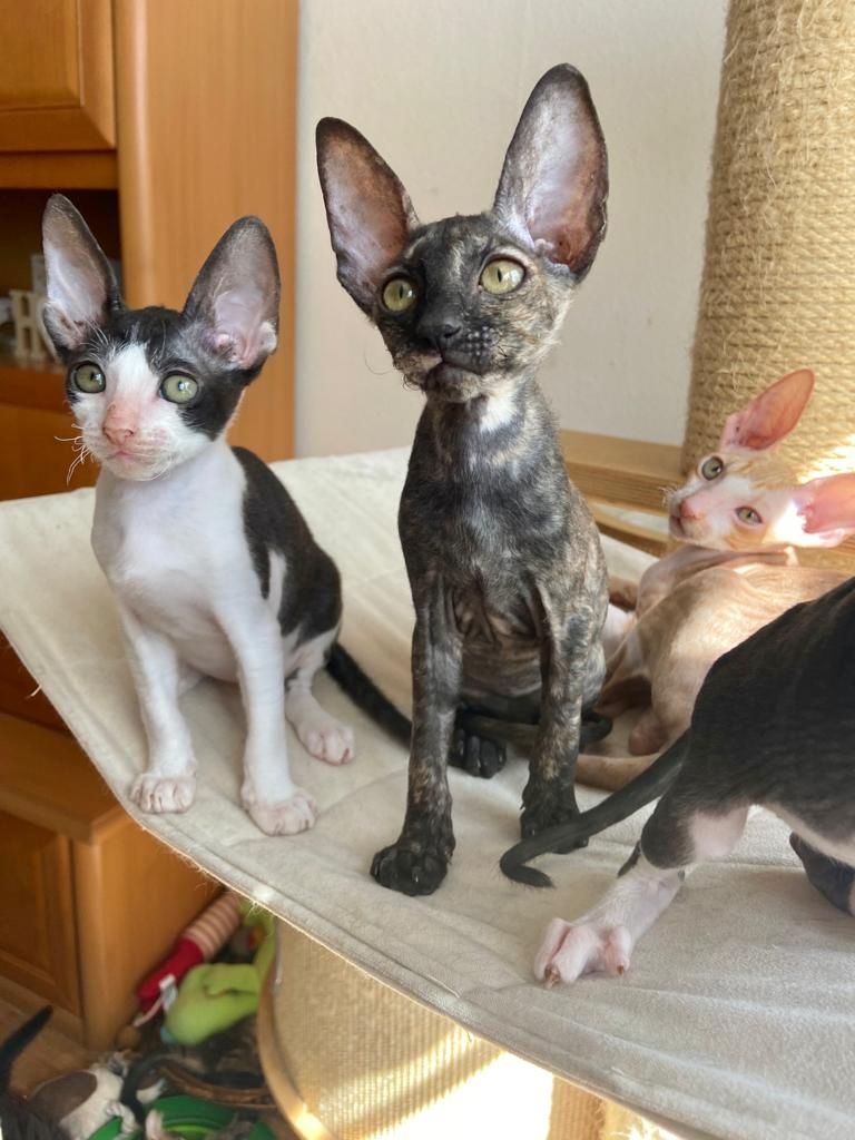 Wunderschöne kleine Cornish Rex Babys