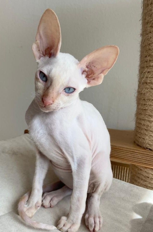 Wunderschöne kleine Cornish Rex Babys