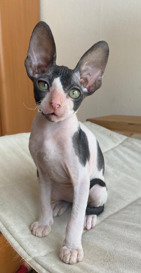 Wunderschöne kleine Cornish Rex Babys