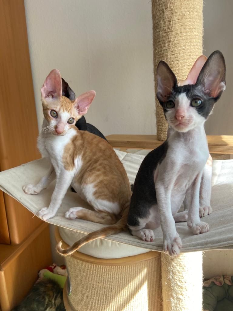 Wunderschöne kleine Cornish Rex Babys