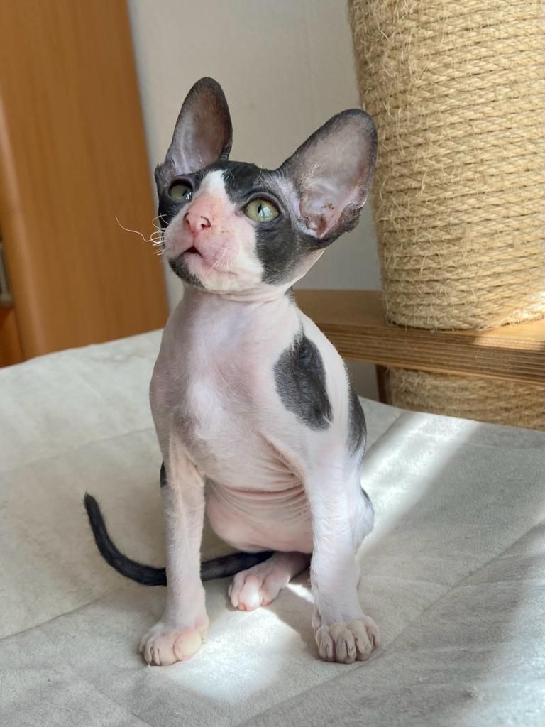 Wunderschöne kleine Cornish Rex Babys