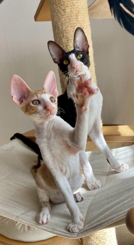 Wunderschöne kleine Cornish Rex Babys