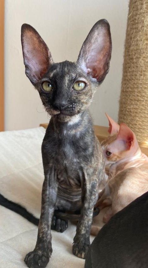 Wunderschöne kleine Cornish Rex Babys