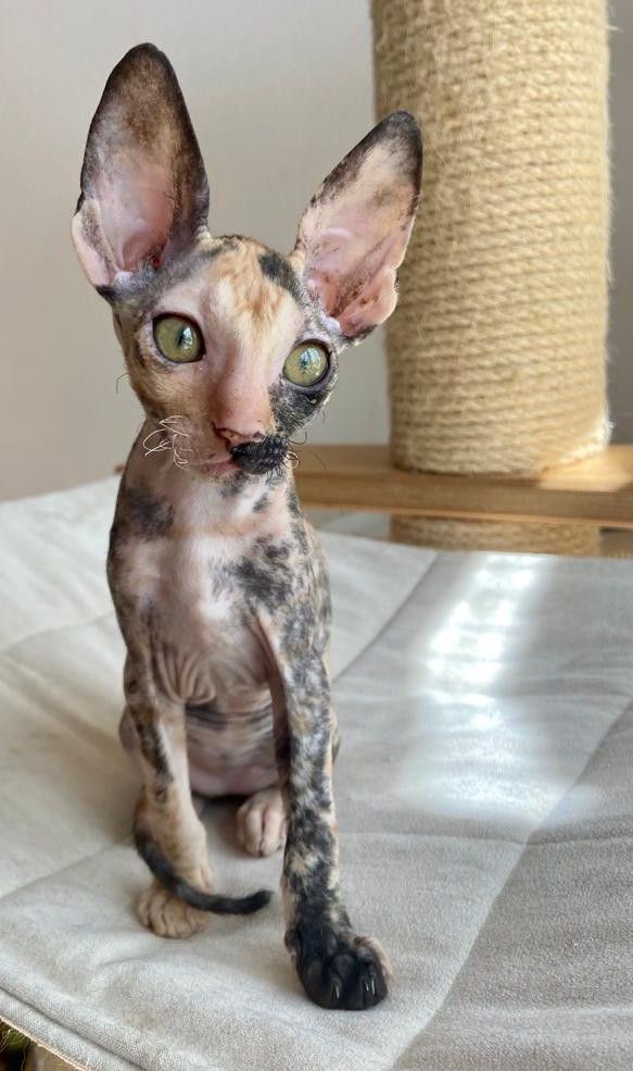 Wunderschöne kleine Cornish Rex Babys