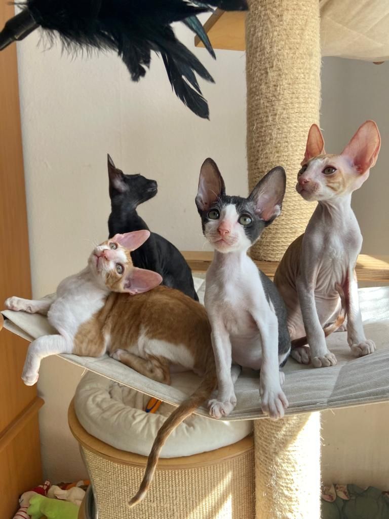 Wunderschöne kleine Cornish Rex Babys
