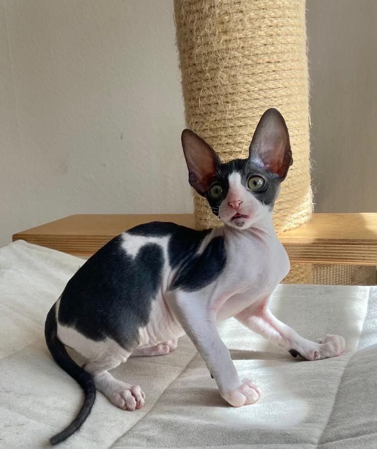 Wunderschöne kleine Cornish Rex Babys