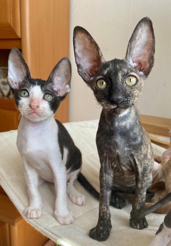 Wunderschöne kleine Cornish Rex Babys