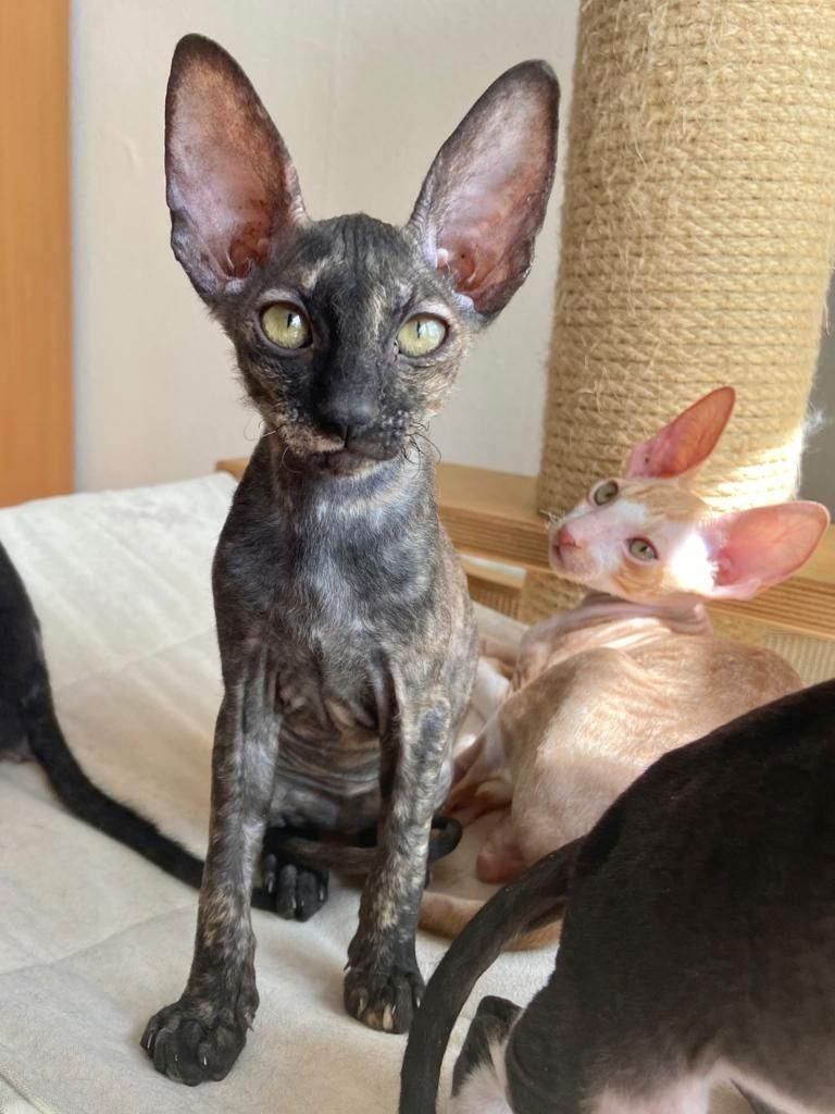 Wunderschöne kleine Cornish Rex Babys