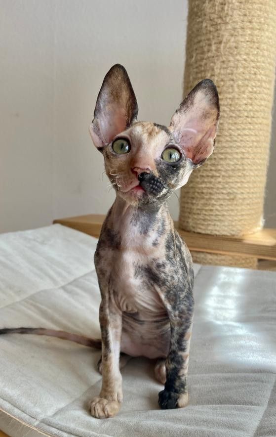 Wunderschöne kleine Cornish Rex Babys