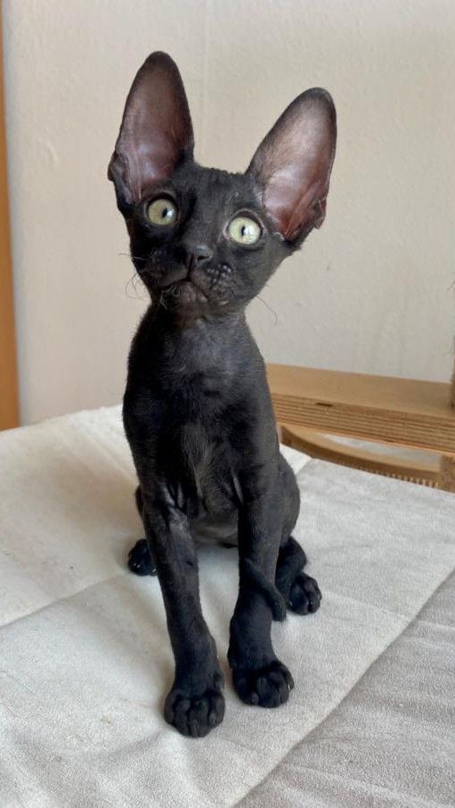 Wunderschöne kleine Cornish Rex Babys