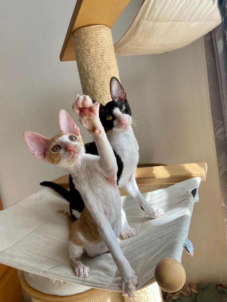 Wunderschöne kleine Cornish Rex Babys