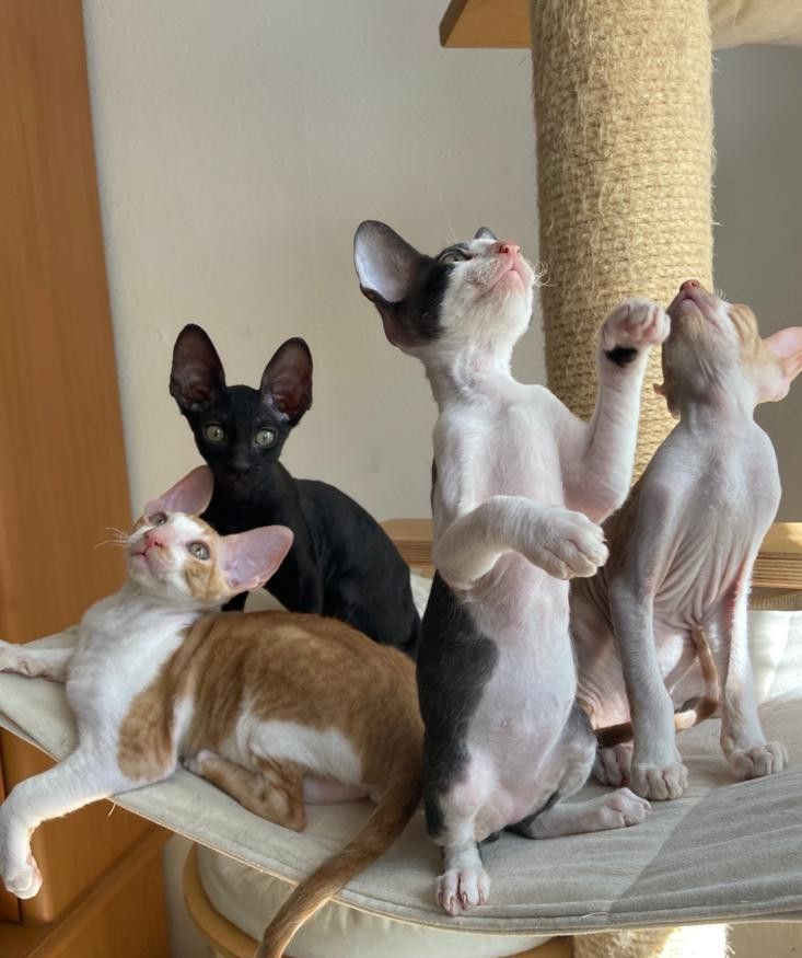Wunderschöne kleine Cornish Rex Babys