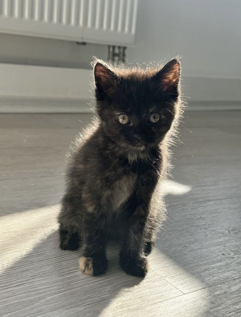 Bkh mix kitten Bkh mix kitten