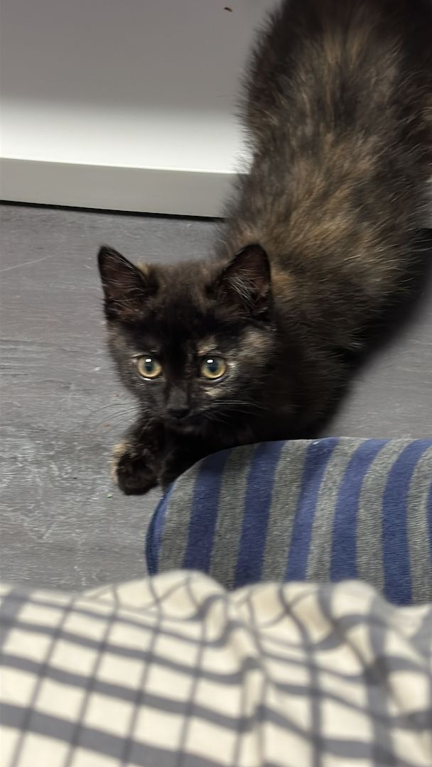 Bkh mix kitten Bkh mix kitten