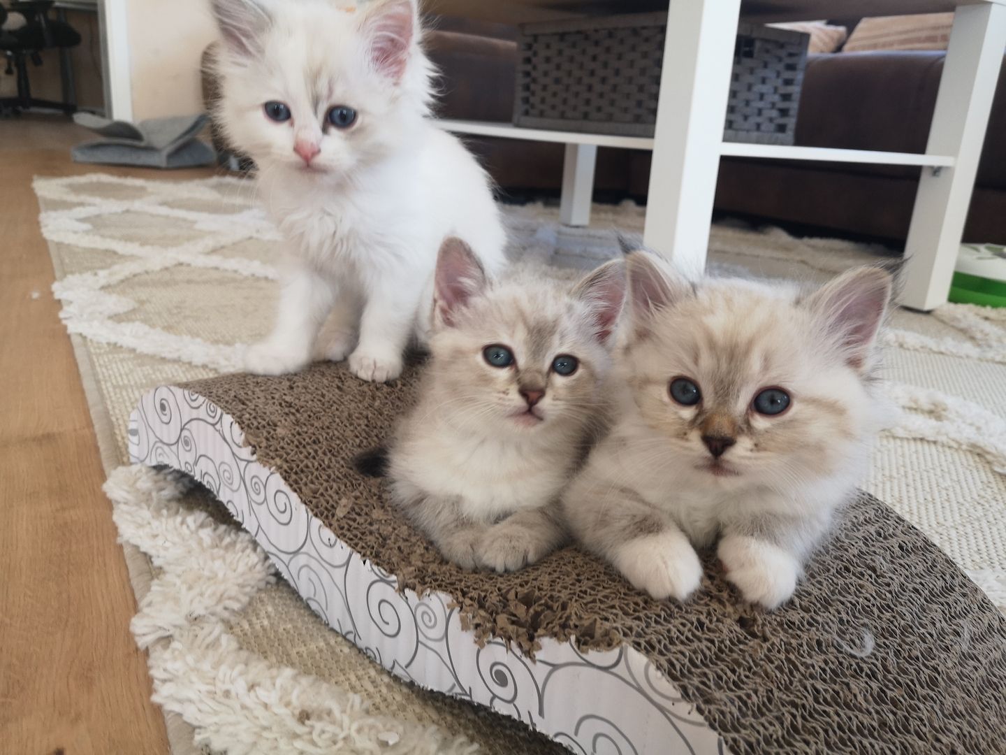 Kitten Heilige Birma / Ragdoll