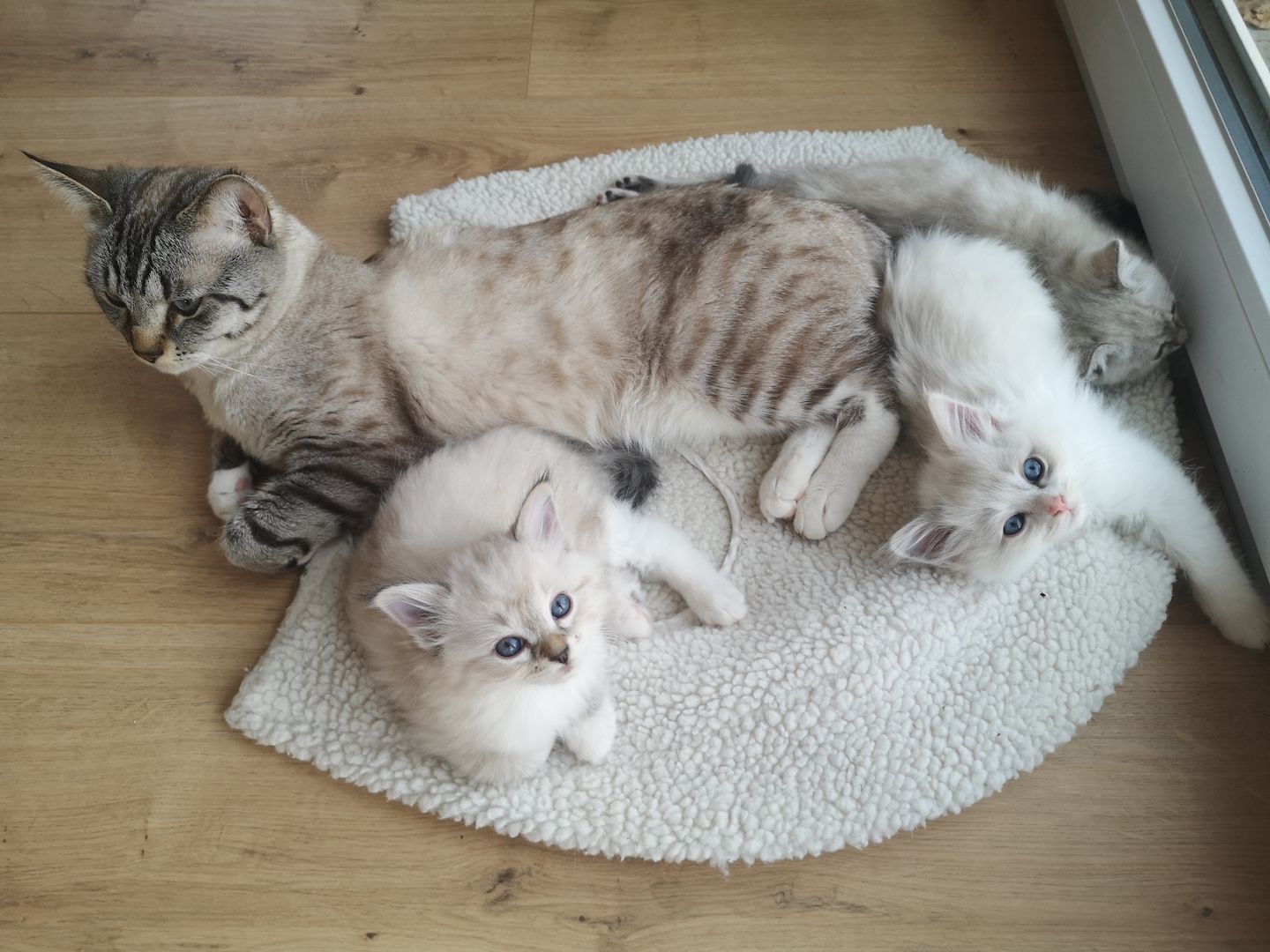 Kitten Heilige Birma / Ragdoll