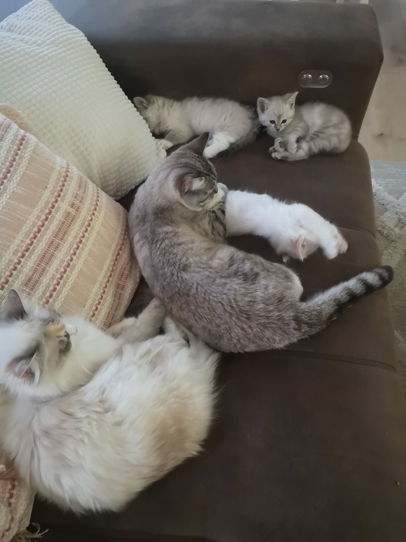 Kitten Heilige Birma / Ragdoll