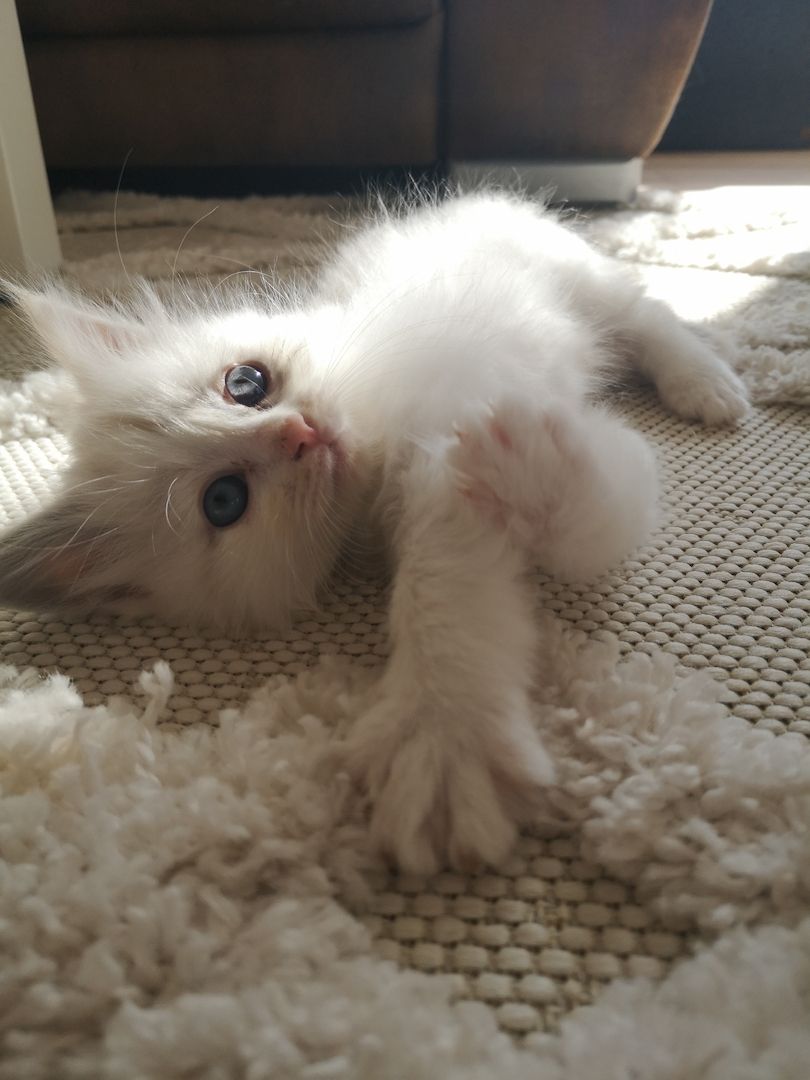 Kitten Heilige Birma / Ragdoll