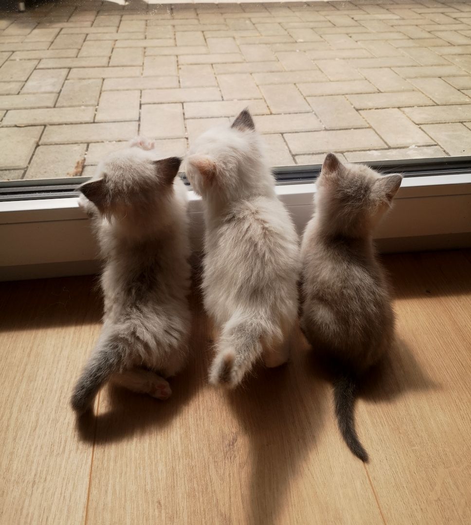 Kitten Heilige Birma / Ragdoll