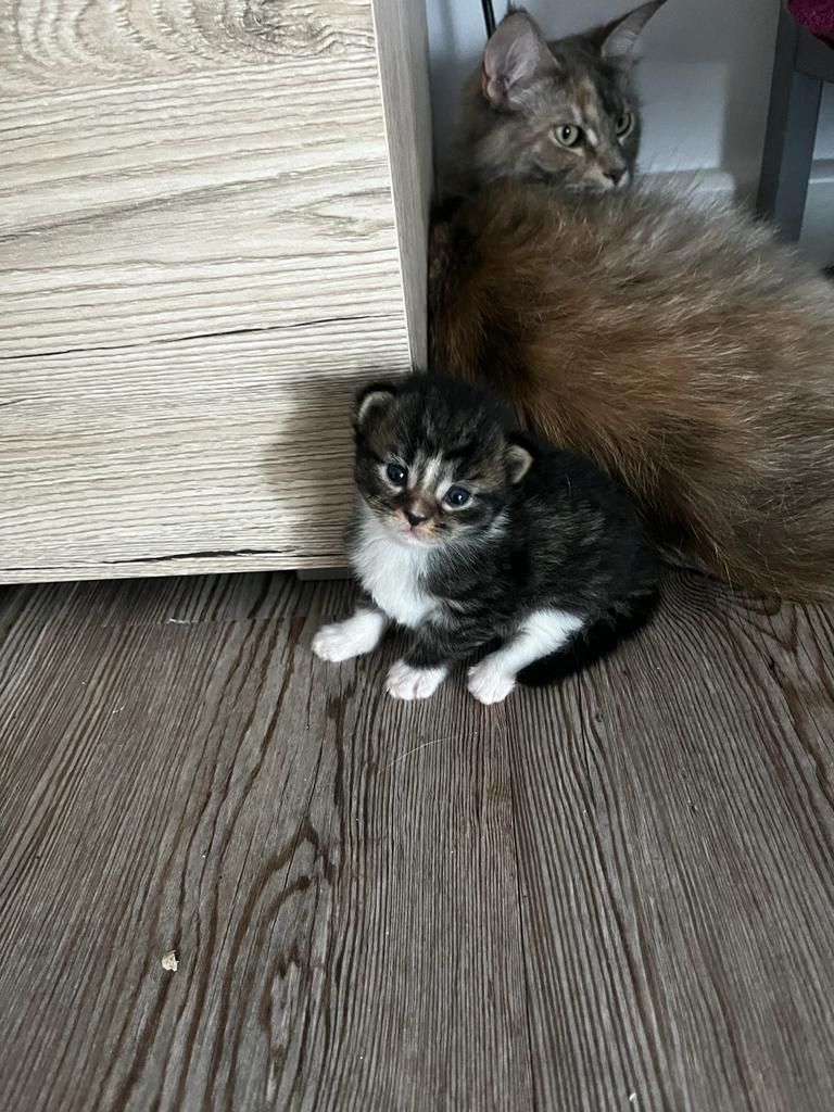 Maine Coon Katzenbaby Kitten