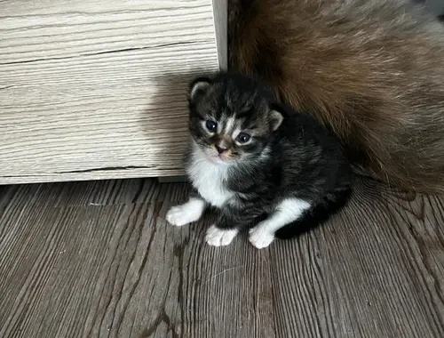 Maine Coon Katzenbaby Kitten