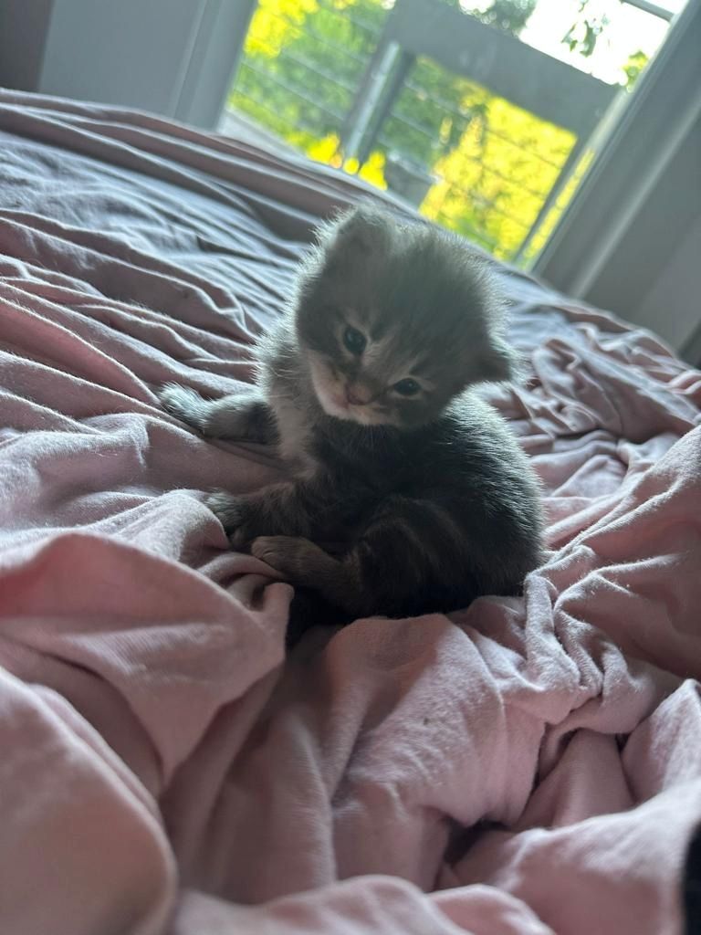 Maine Coon Katzenbaby Kitten