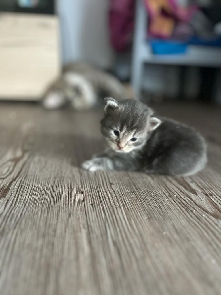Maine Coon Katzenbaby Kitten