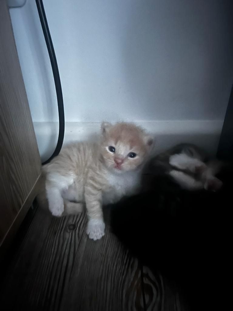 Maine Coon Katzenbaby Kitten