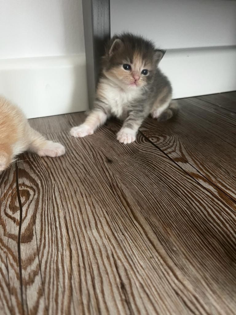 Maine Coon Katzenbaby Kitten