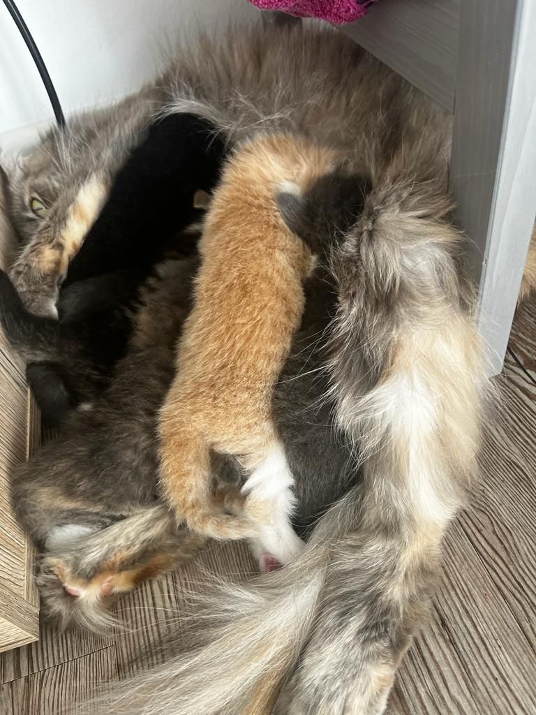 Maine Coon Katzenbaby Kitten