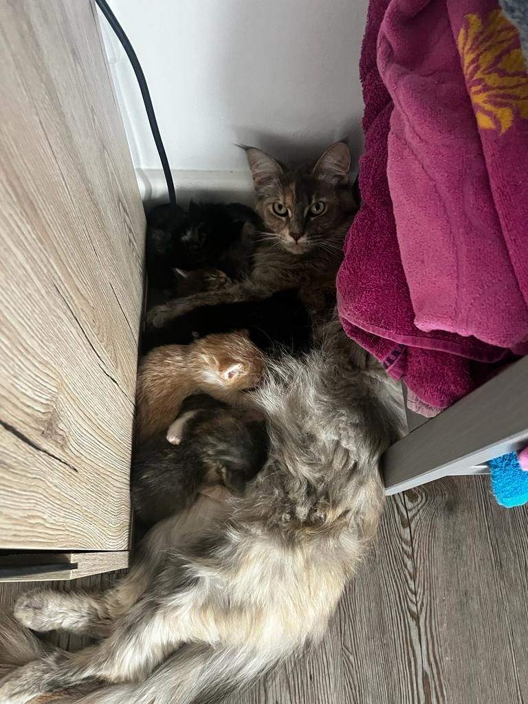 Maine Coon Katzenbaby Kitten