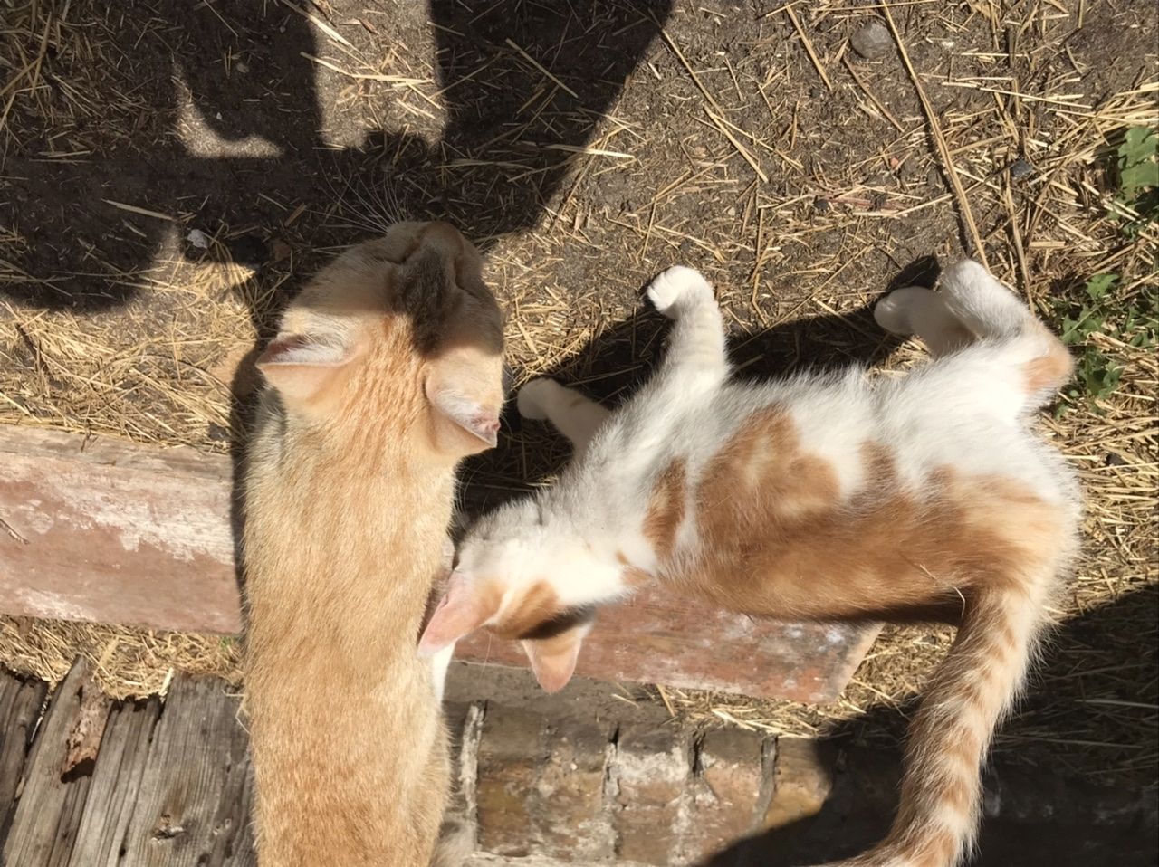 2 kleine weiß-rote Kater abzugeben
