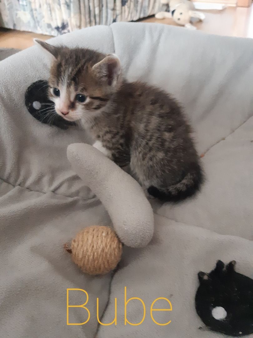 AB SOFORT Bengalkitten Mix abzugeben
