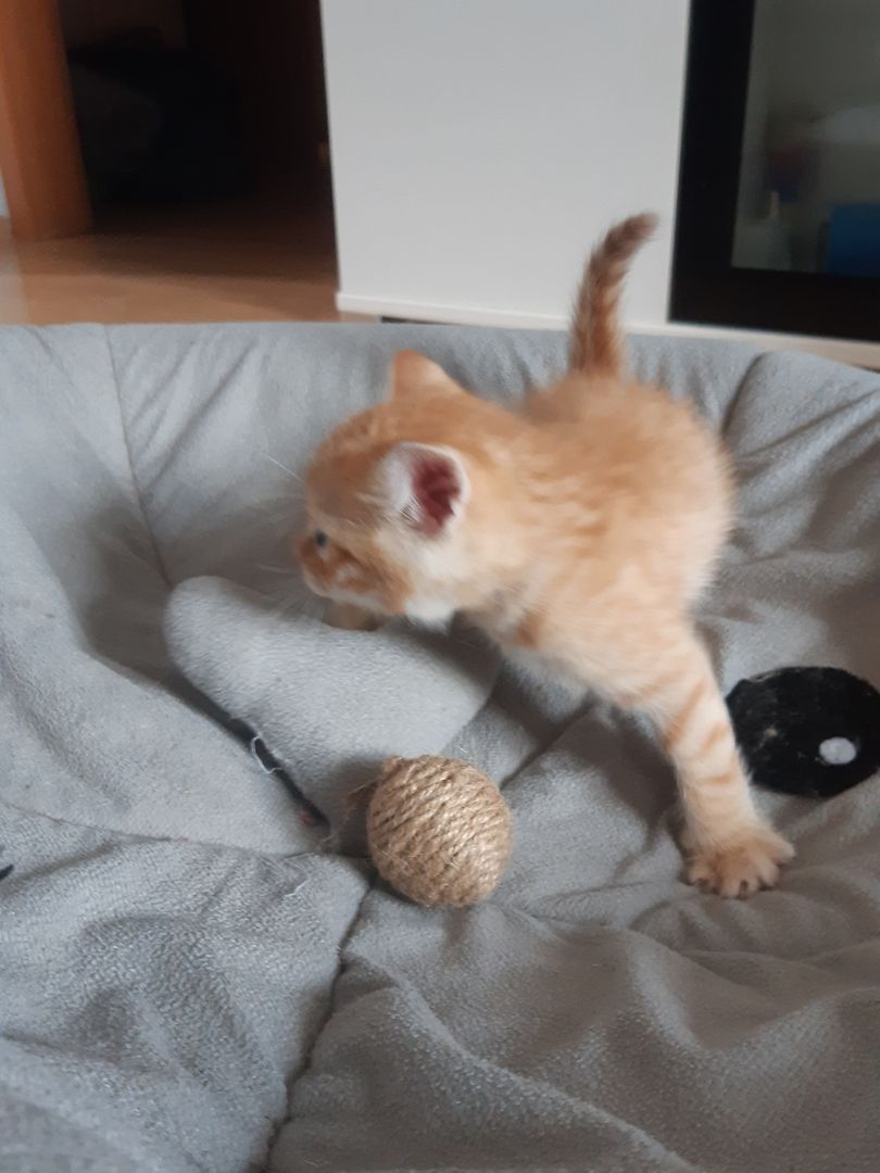 AB SOFORT Bengalkitten Mix abzugeben