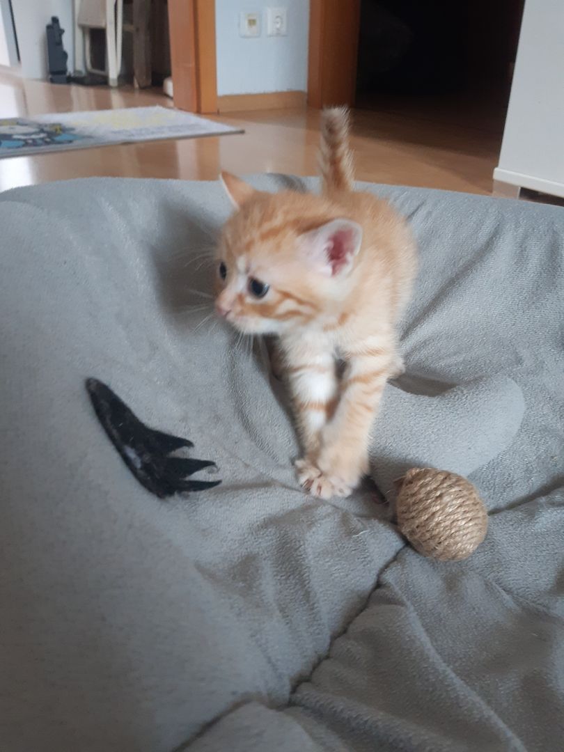 AB SOFORT Bengalkitten Mix abzugeben