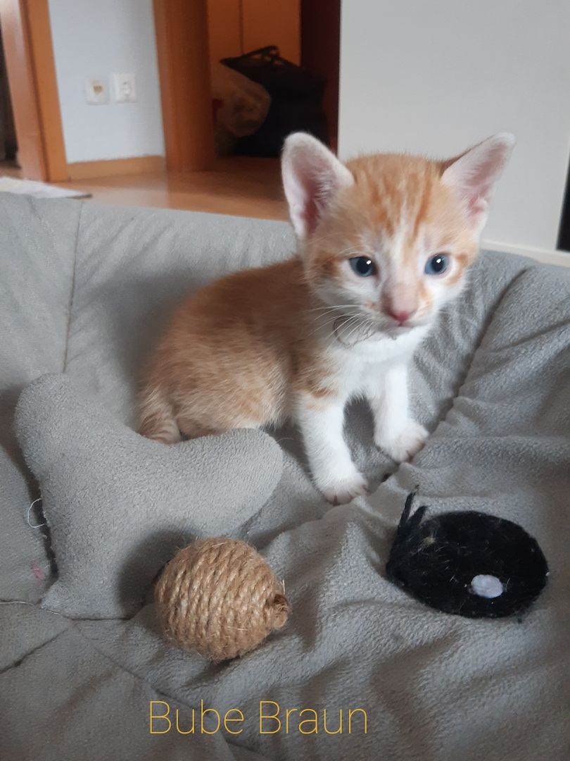 AB SOFORT Bengalkitten Mix abzugeben