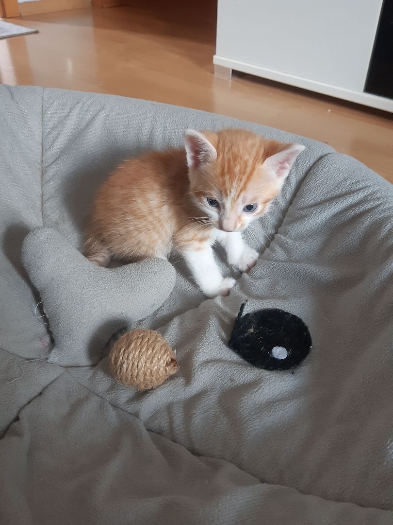 AB SOFORT Bengalkitten Mix abzugeben