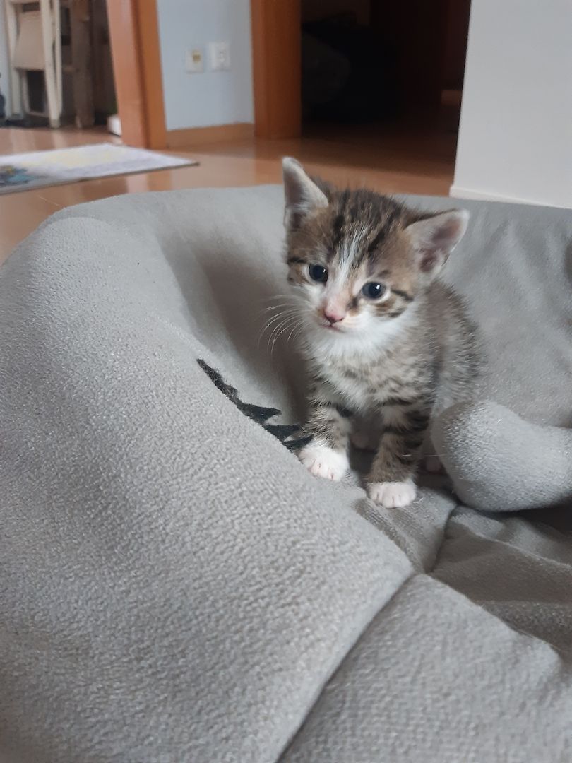 AB SOFORT Bengalkitten Mix abzugeben