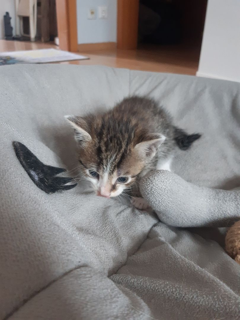 AB SOFORT Bengalkitten Mix abzugeben