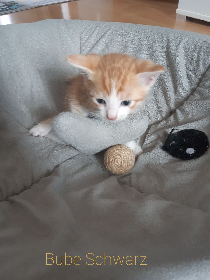 AB SOFORT Bengalkitten Mix abzugeben