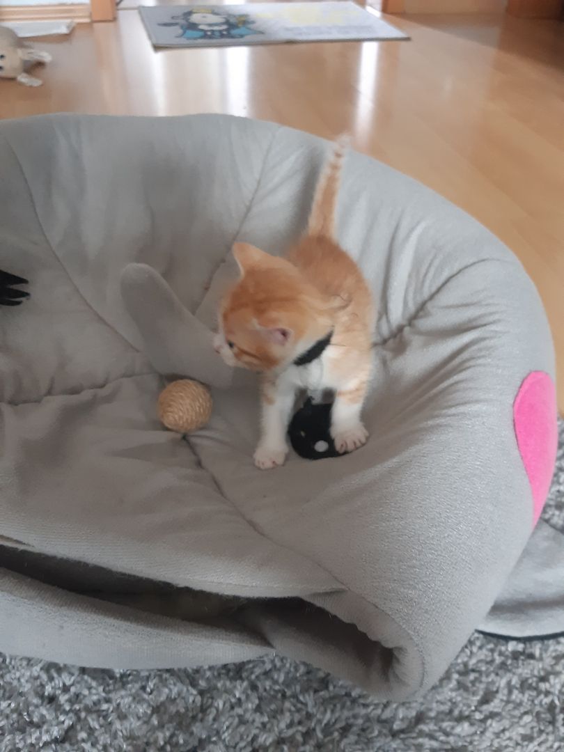 AB SOFORT Bengalkitten Mix abzugeben