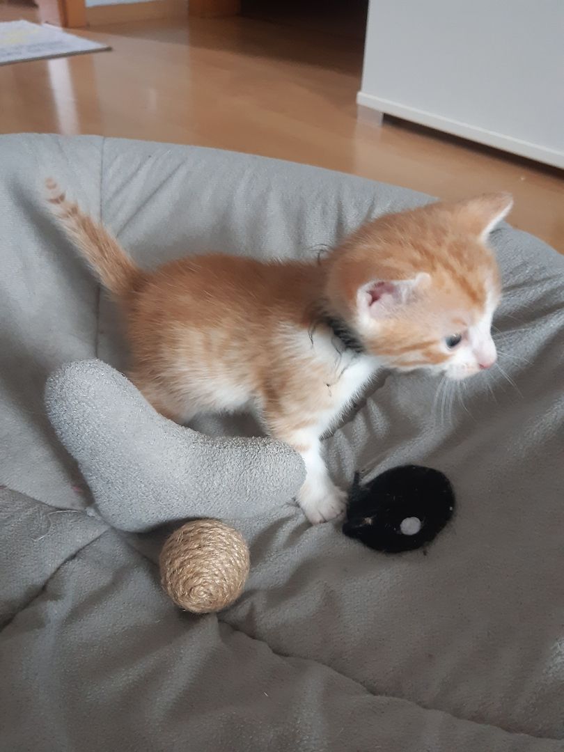 AB SOFORT Bengalkitten Mix abzugeben