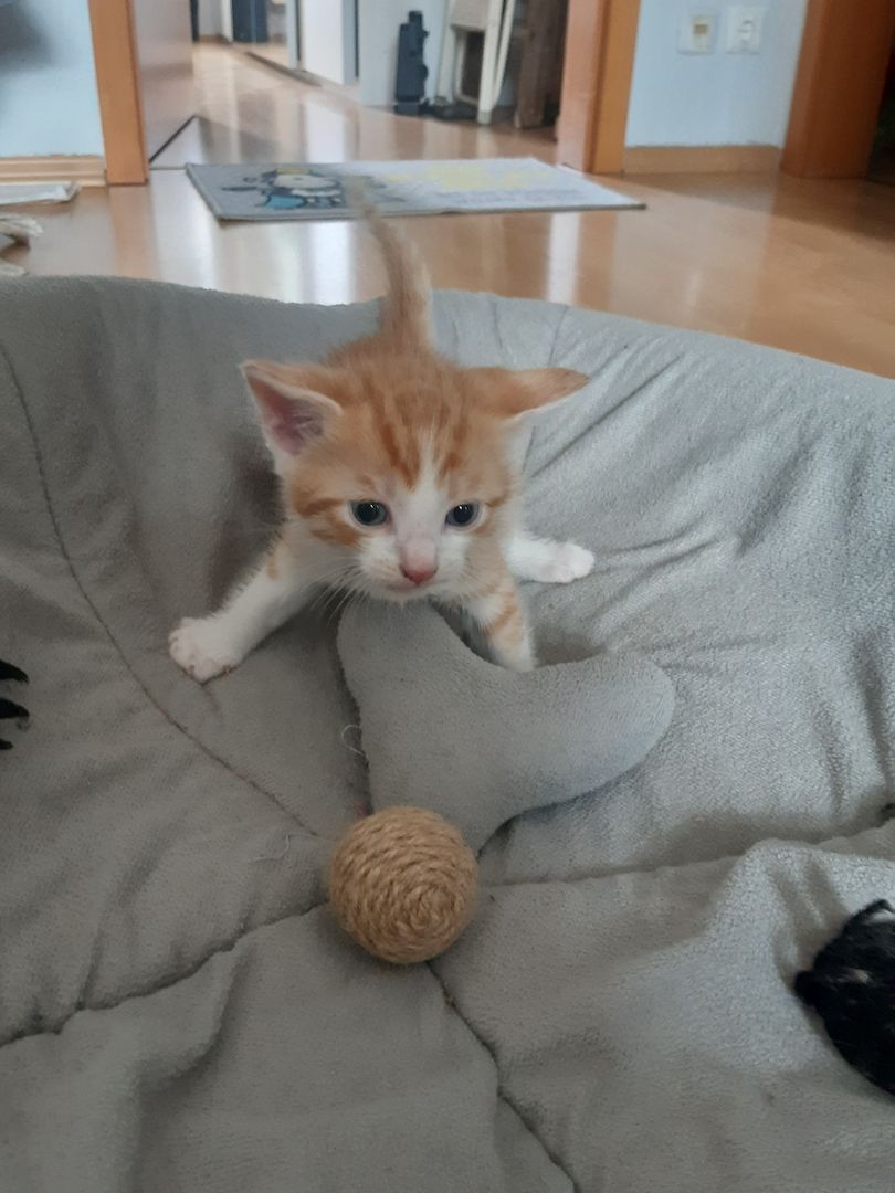AB SOFORT Bengalkitten Mix abzugeben