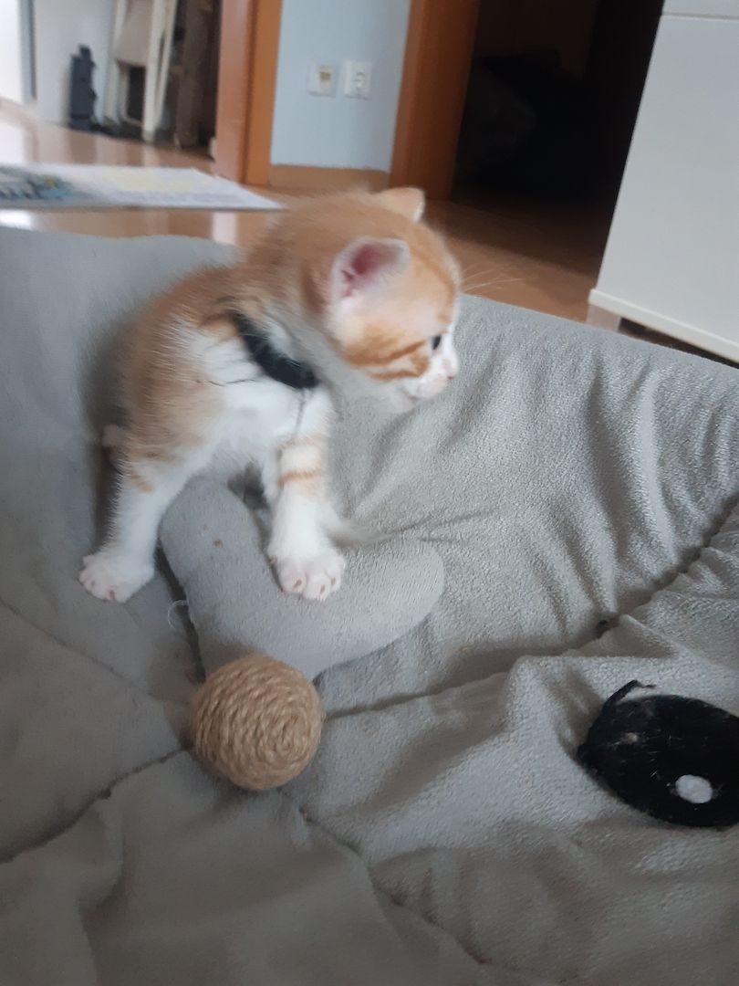 AB SOFORT Bengalkitten Mix abzugeben