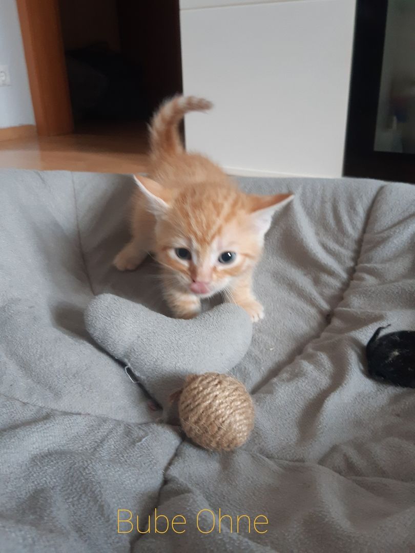 AB SOFORT Bengalkitten Mix abzugeben