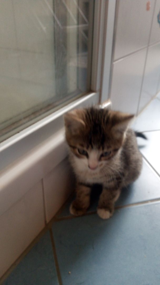 Junger Kater in gute Hände abzugeben