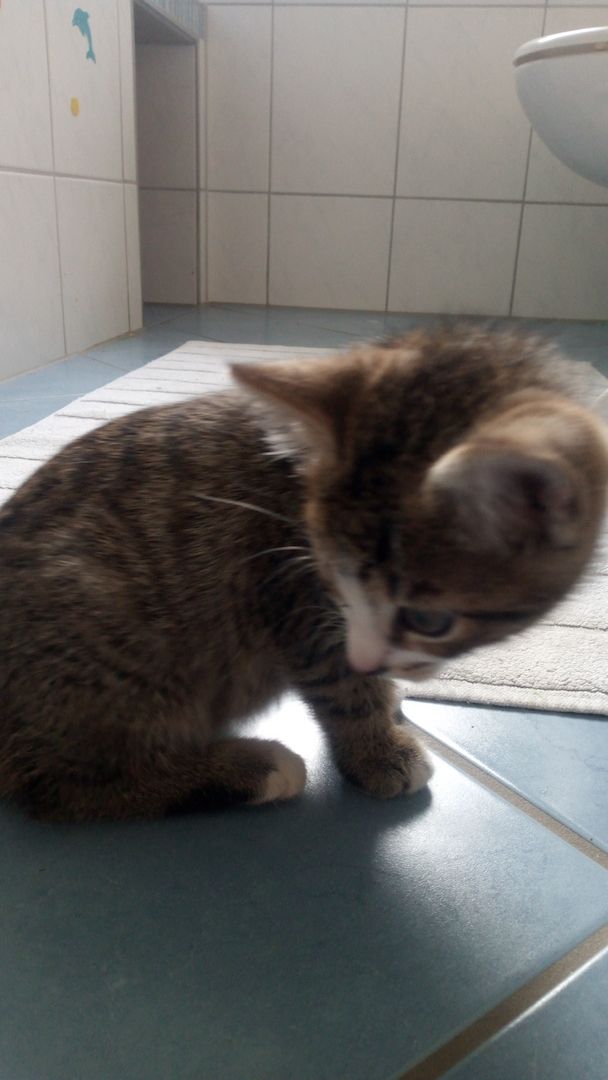 Junger Kater in gute Hände abzugeben