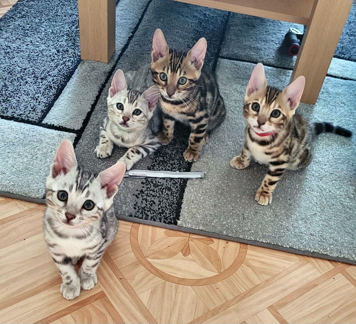 Bengal Cat Bengal Cat
